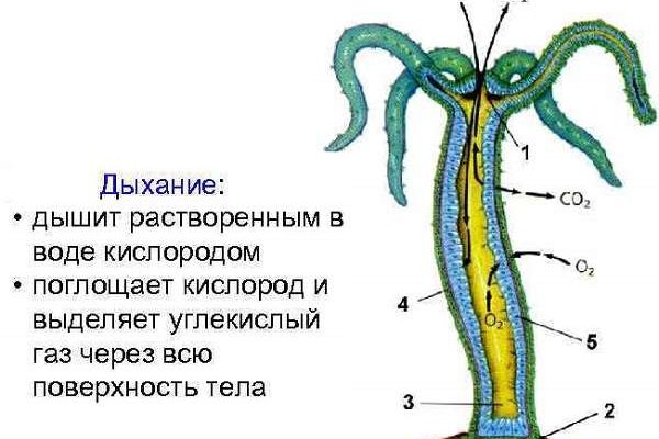 Кракен ссылку где